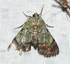 Epipaschia superatalis