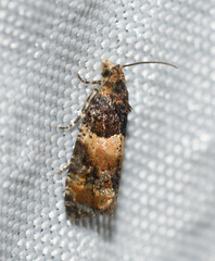 Lobesia spiraeae