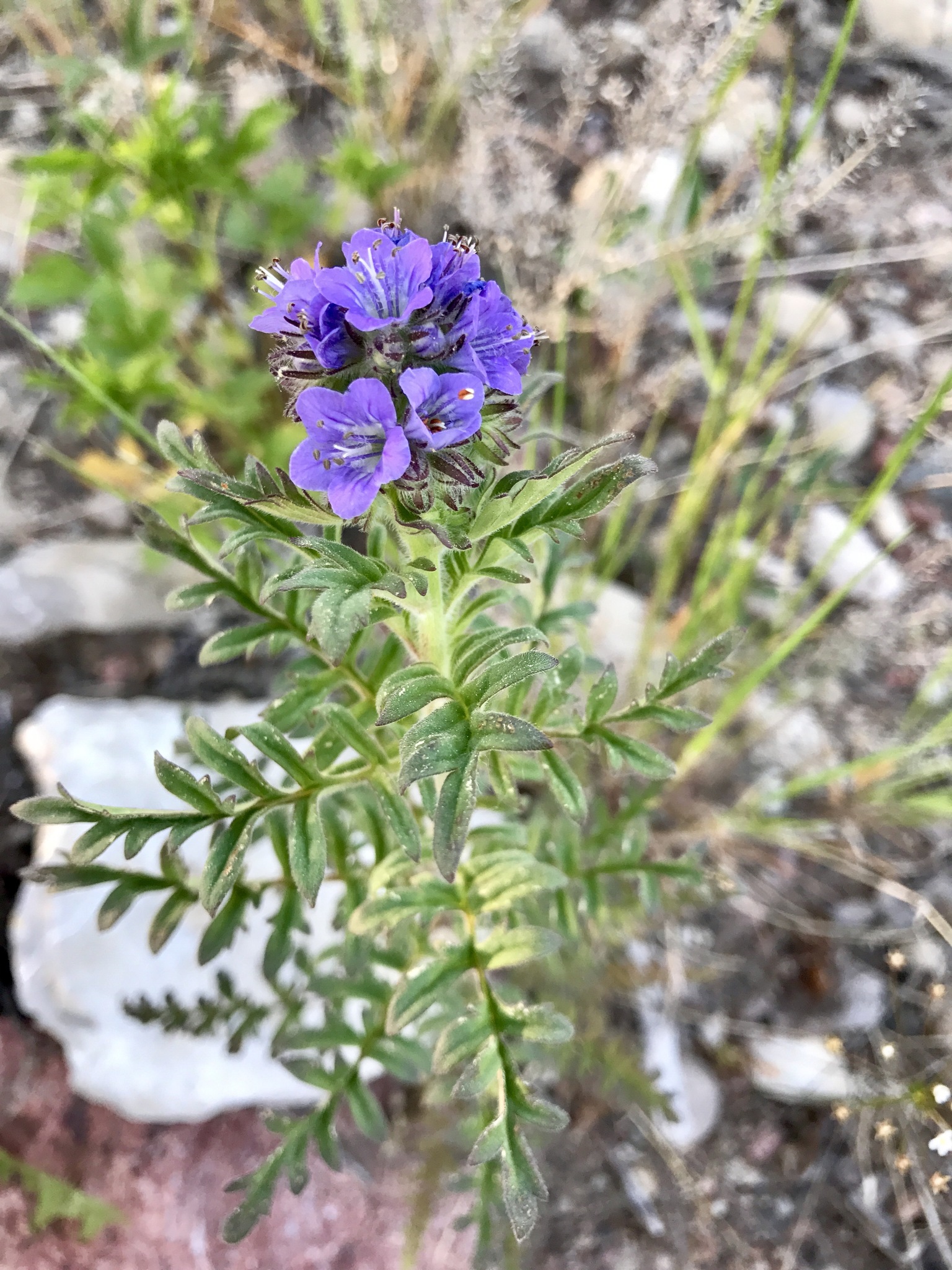 Phacelia franklinii