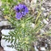 Franklin's Phacelia - Photo (c) Gail Beaulieu, some rights reserved (CC BY-NC), uploaded by Gail Beaulieu