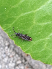 Phosphaenus hemipterus