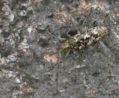 Monochamus marmorator