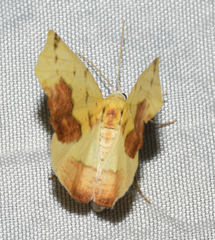 Antepione thisoaria