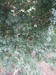 Acer campestre