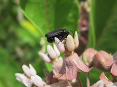 Lucidota atra
