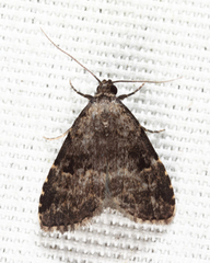 Dyspyralis illocata