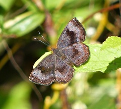 Calephelis aymaran
