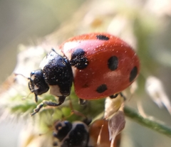 Coccinella septempunctata