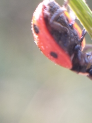 Coccinella septempunctata