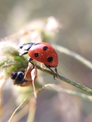 Coccinella septempunctata