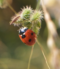 Coccinella septempunctata