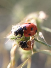 Coccinella septempunctata