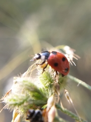Coccinella septempunctata