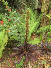 Tillandsia pastensis