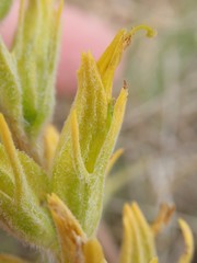 Castilleja flava