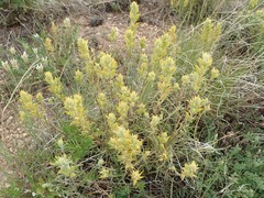Castilleja flava