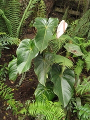 Anthurium nymphaeifolium