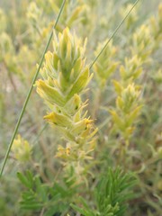 Castilleja flava