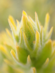 Castilleja flava