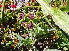 Bupleurum triradiatum