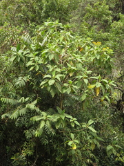 Verbesina crassiramea