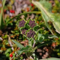 Bupleurum triradiatum
