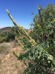 Thermopsis macrophylla
