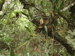 Pleurothallis talpinaria