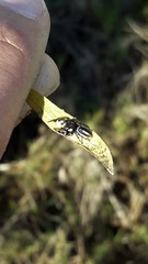 Dendryphantes mordax