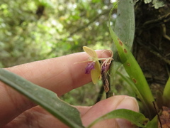 Pleurothallis talpinaria