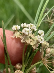 Asclepias linearis