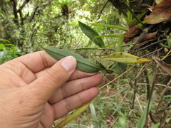 Pleurothallis talpinaria
