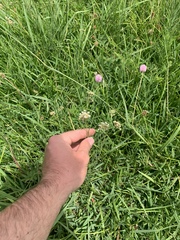 Asclepias linearis