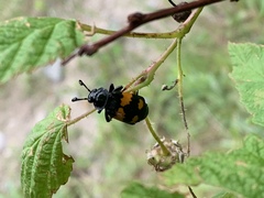Nicrophorus hebes