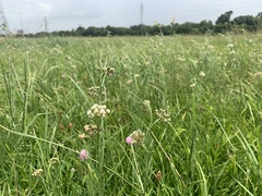 Asclepias linearis