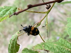 Nicrophorus hebes