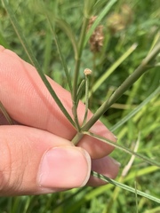 Asclepias linearis