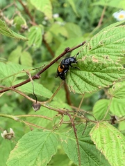 Nicrophorus hebes