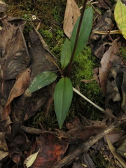 Cyclopogon elatus