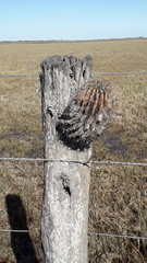 Echinopsis rhodotricha