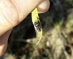 Dendryphantes mordax