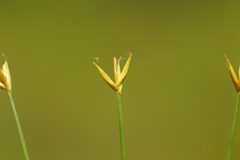 Carex pauciflora