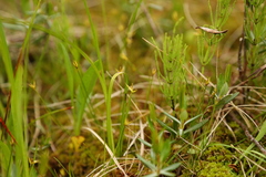 Carex pauciflora