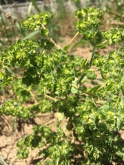 Euphorbia falcata