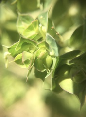 Euphorbia falcata