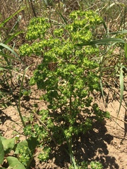 Euphorbia falcata