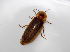 Nyctophila colorata