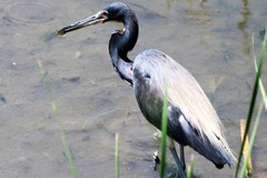 Cyprinodon variegatus