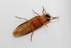 Nyctophila colorata