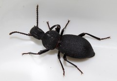 Cephalostenus orbicollis